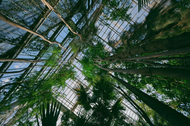 some tall trees in the middle of some building