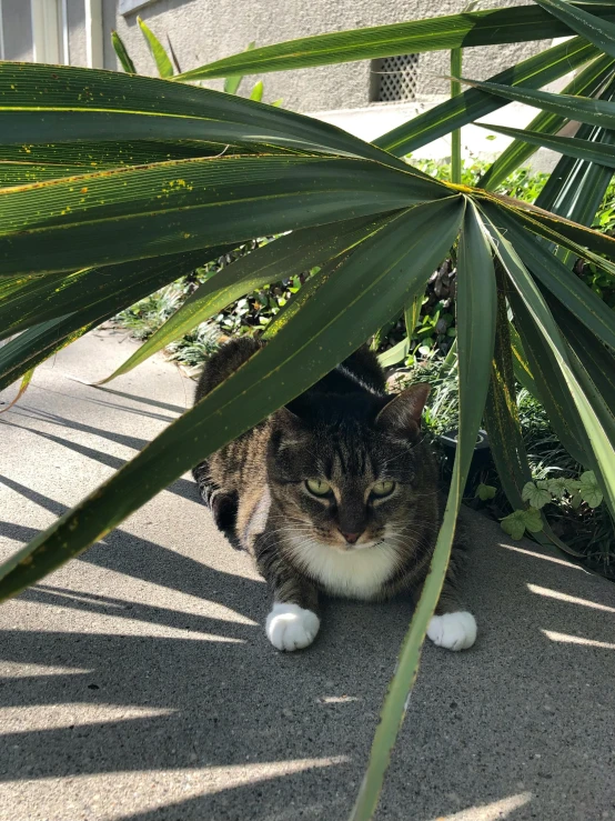 a cat hiding behind a large plant with his head sticking out