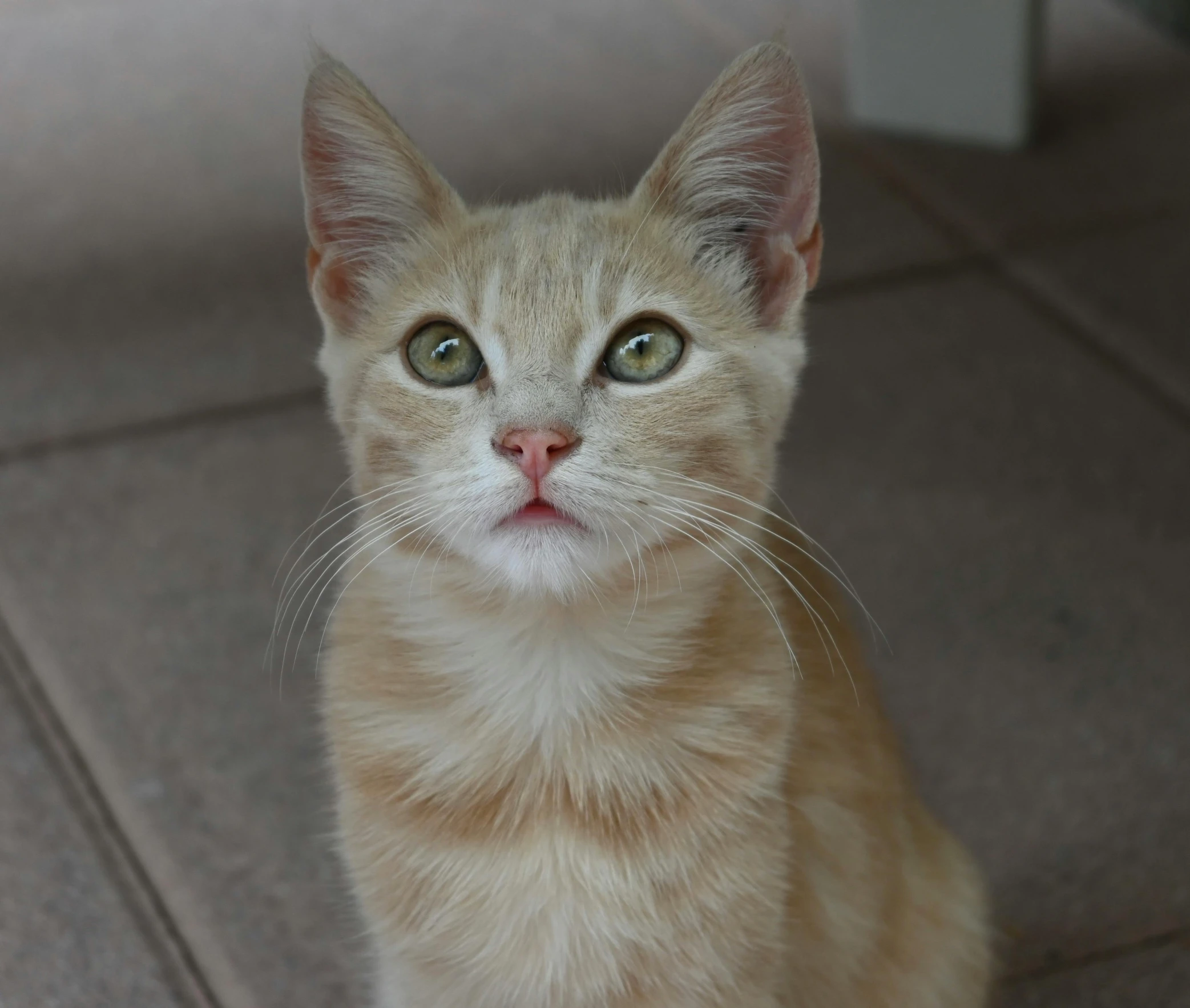 a kitten looks up at the camera, with its eyes wide open