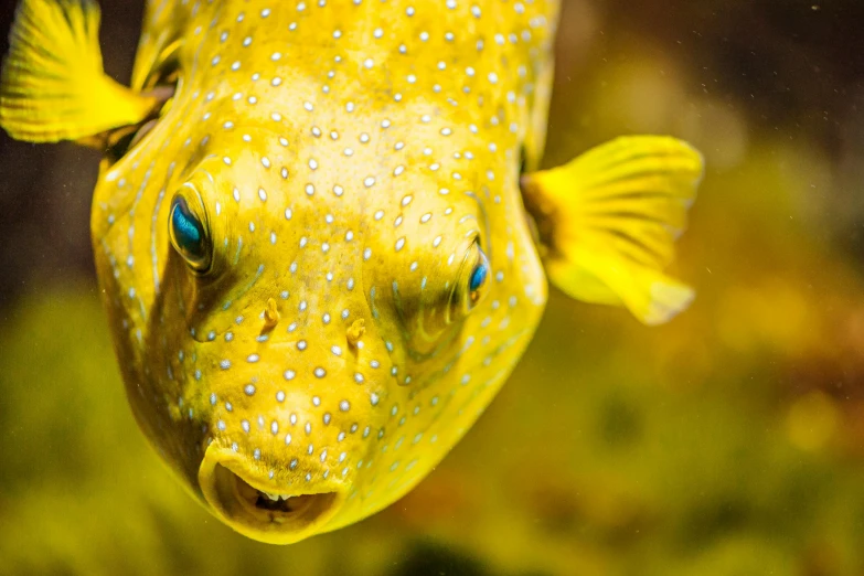 a yellow and blue fish with large bubbles on its head