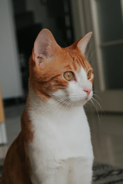 an orange and white cat sitting on the ground looking ahead