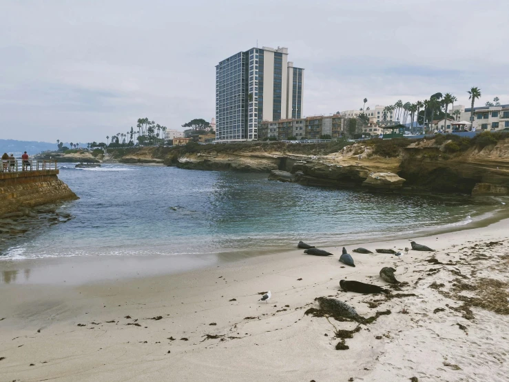 there are many birds that are on the beach