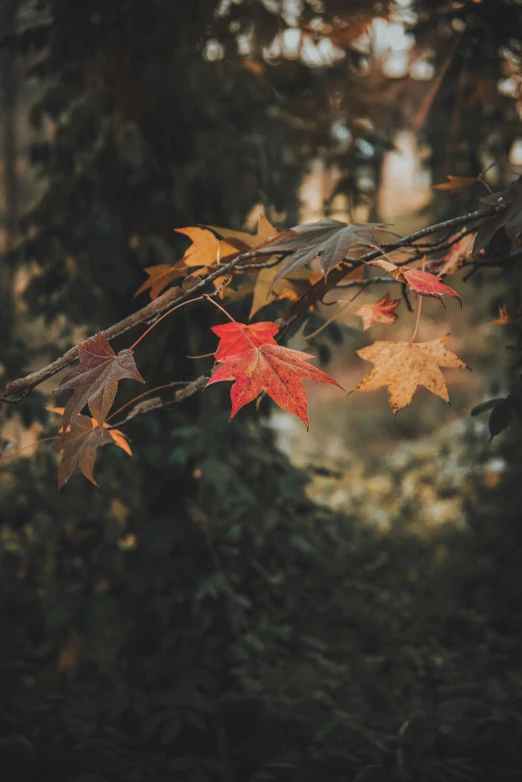 leaf fall and the light is coming through the trees