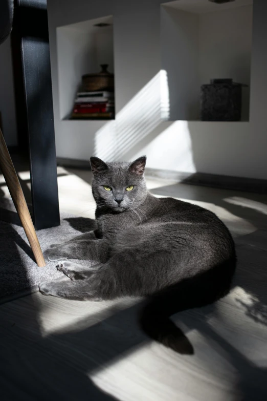 the grey cat is sitting under a black table