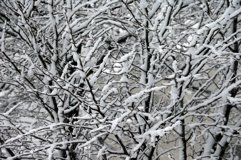 the snow is very thick on the tree