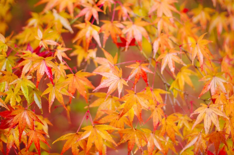 autumn leaves are changing colors in the rain