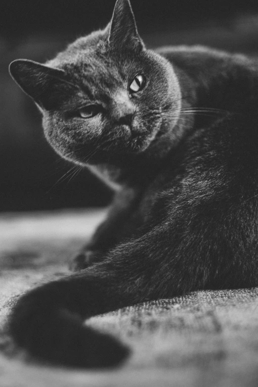 a black cat laying down with its eyes open