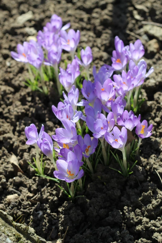 some purple flowers that are growing in the dirt