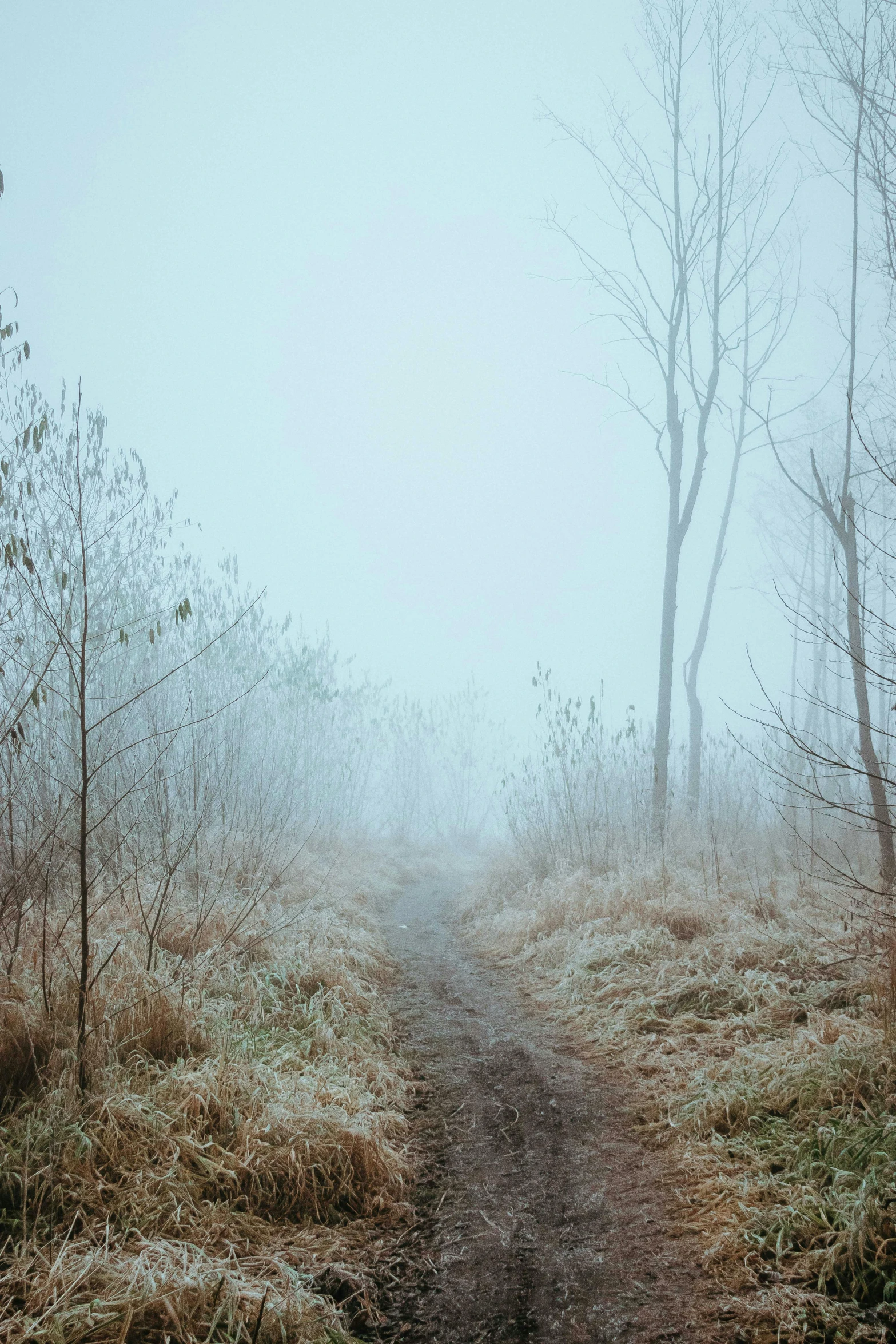 fog in the middle of a forest, where a single horse is standing