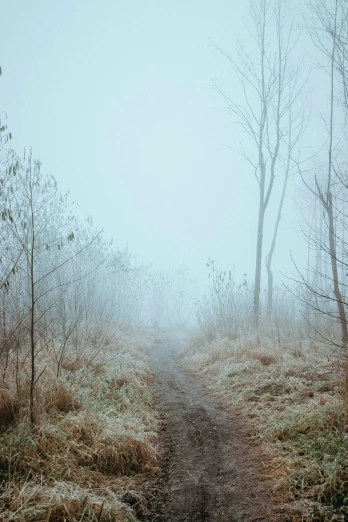 fog in the middle of a forest, where a single horse is standing