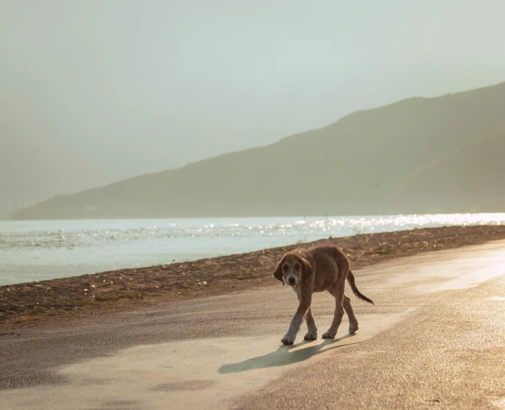 the dog is walking on a paved path by the ocean