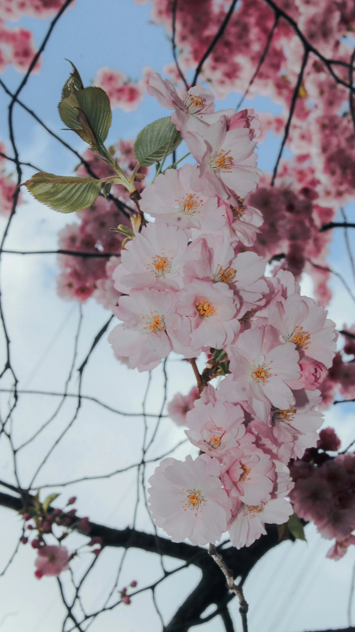 a tree is full of flowers on it