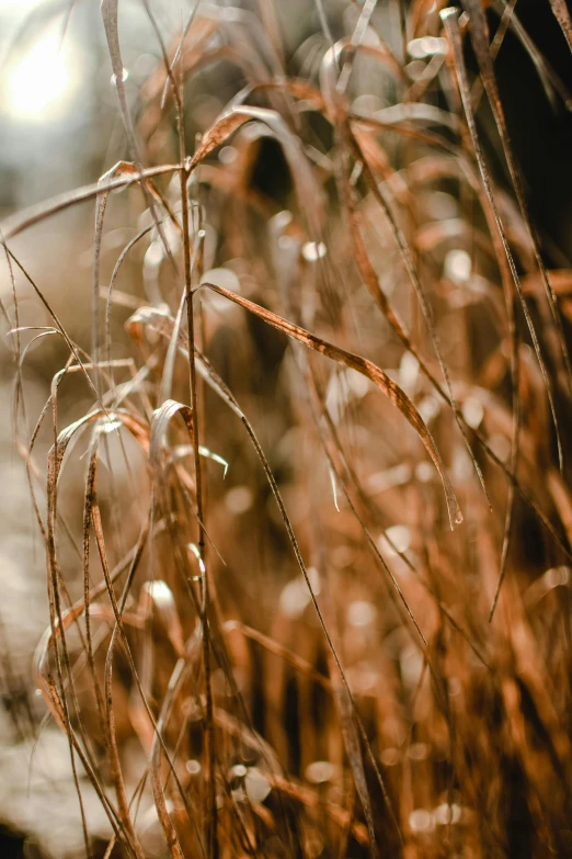 some very cute looking brown grass in front of the water