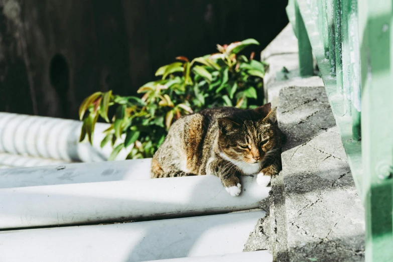 cat standing on the edge of a white wall