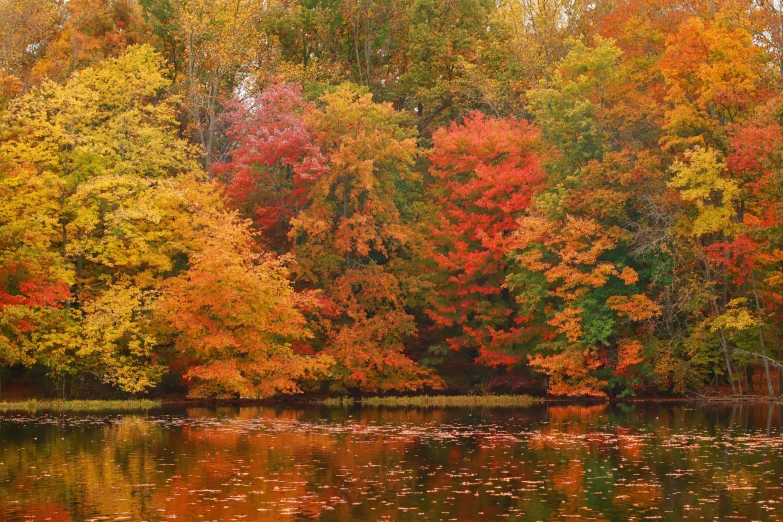 the tree's are changing colors in the autumn