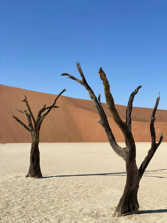 two dead trees in a dry, rocky landscape