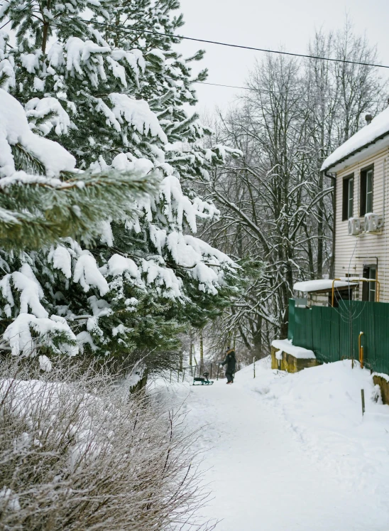 a street with snow, trees and bushes on both sides