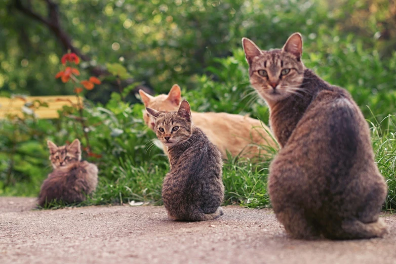 three cats sit together in the grass