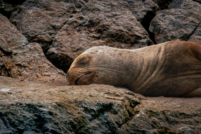 a walrus sleeping in its habitat with some rocks