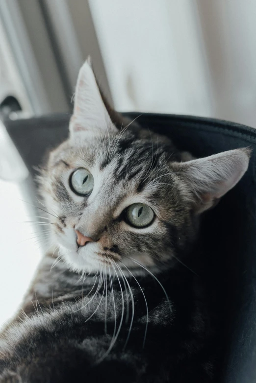 a cat resting on its owners arm and paw, staring up