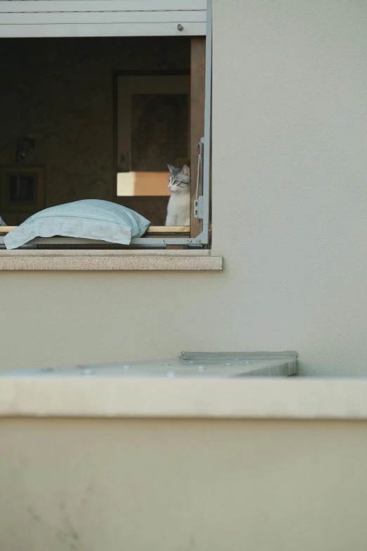 a couple of cats that are sitting in a window