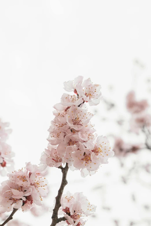 some very pretty flowers by the sky