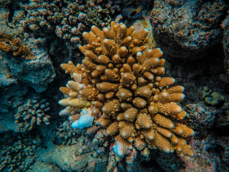 a very large and colorful reef life on the water