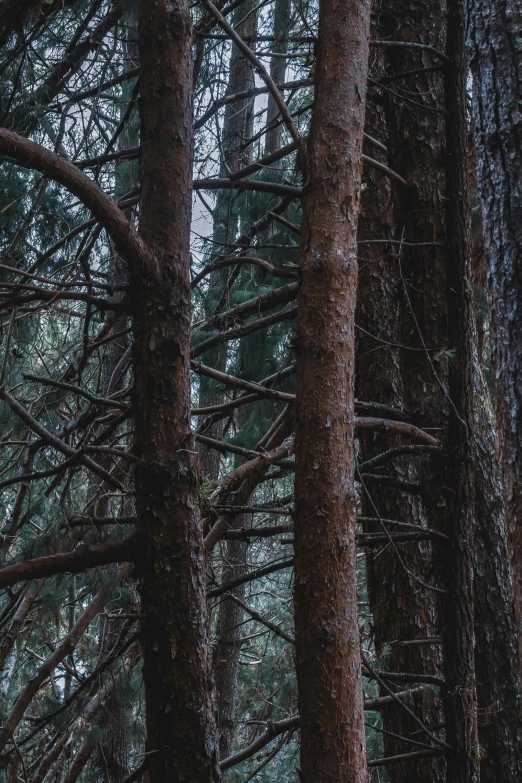 several tall pine trees standing in the middle of a forest