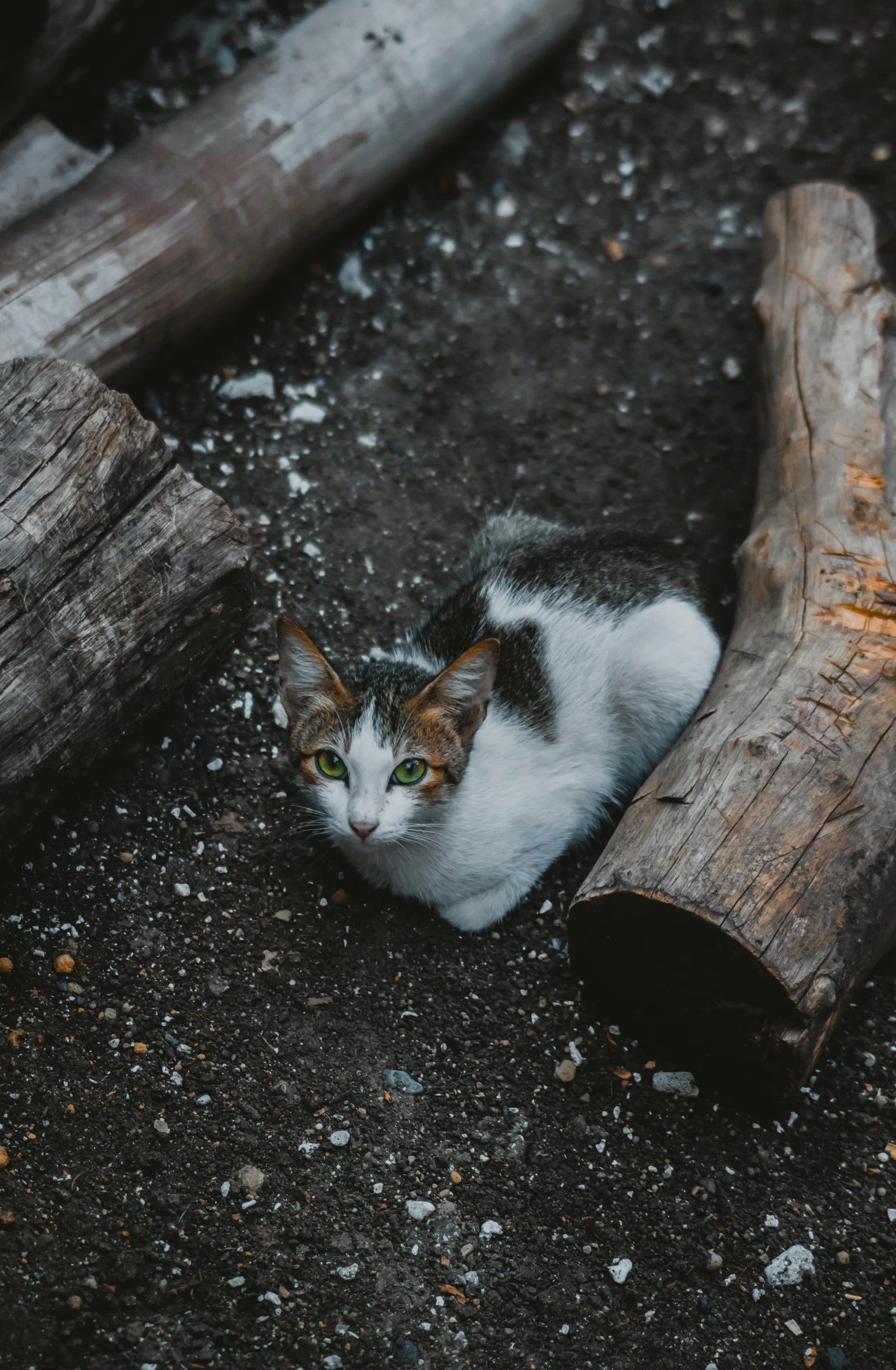 there is a small cat laying next to logs