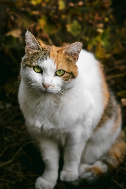 a cat sits on the ground with green eyes