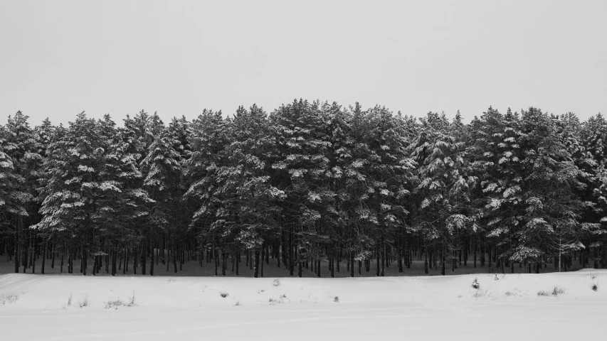 the trees are snow covered in heavy, black and white