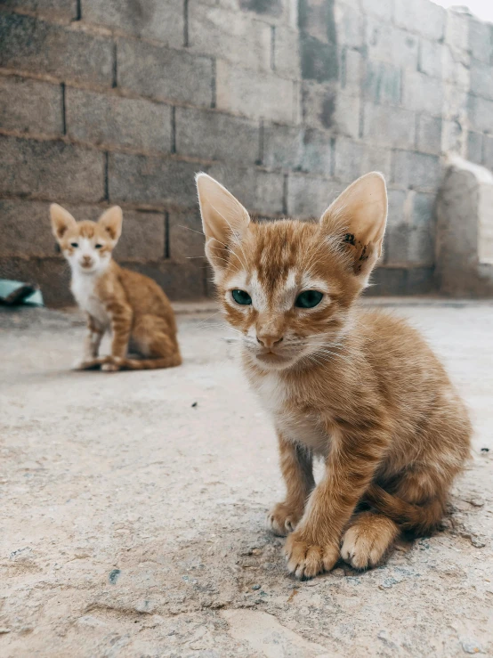 two young kittens sitting on the pavement by some brick walls