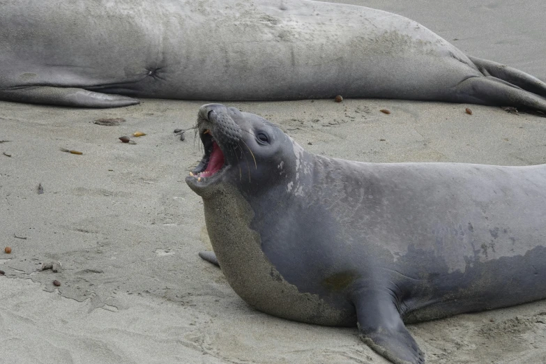 a seal lying on the beach with its mouth open