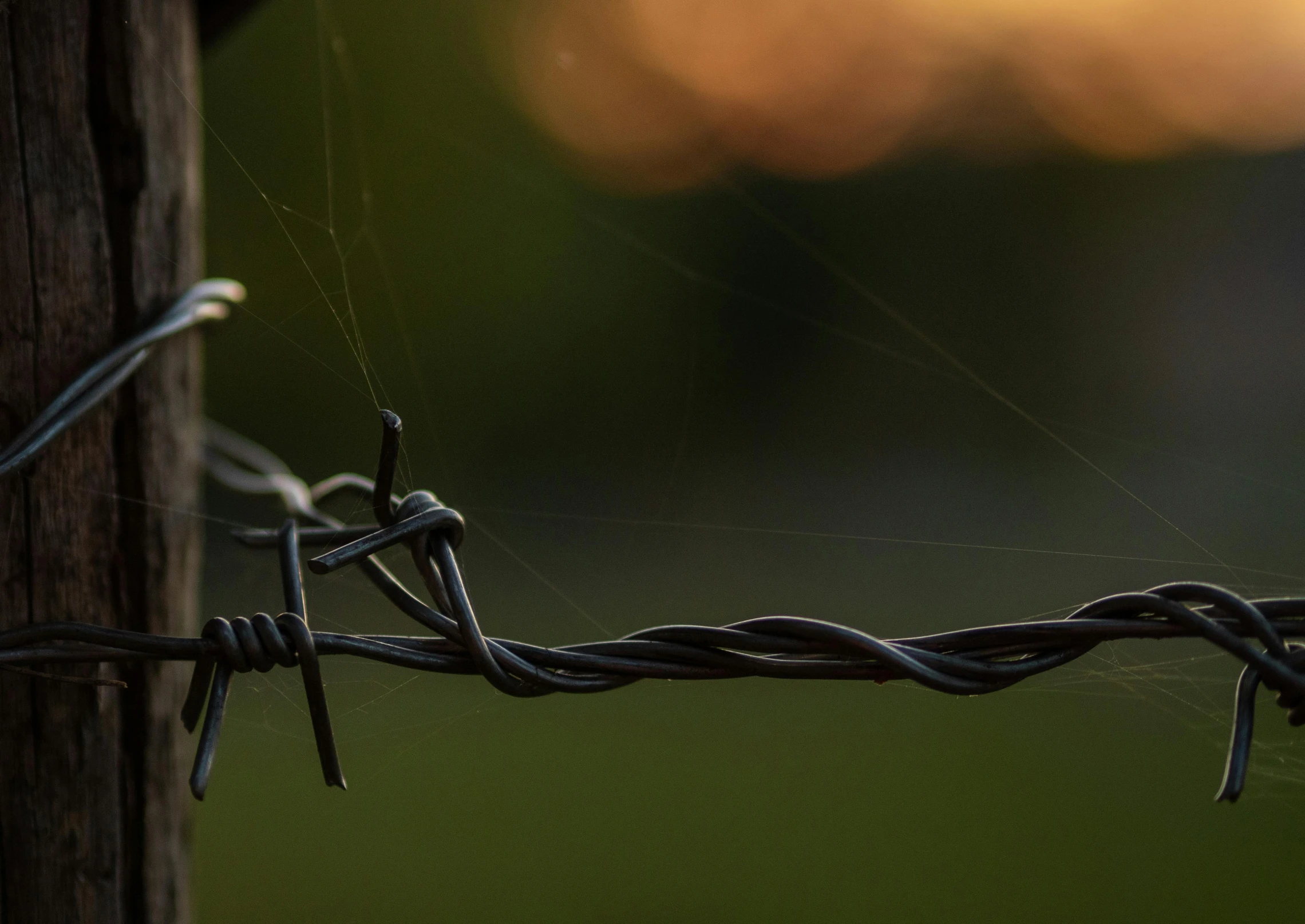 wire wrapped around a telephone pole, in the foreground is a field and trees