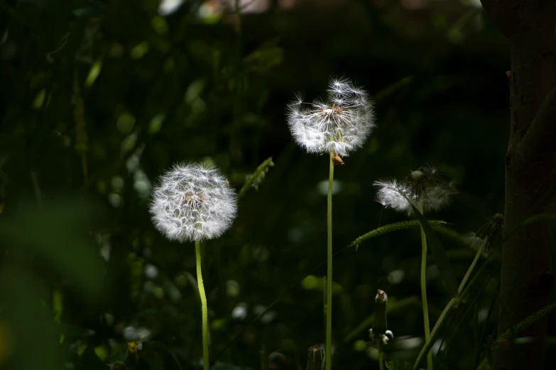 a small group of dandelions that are outside