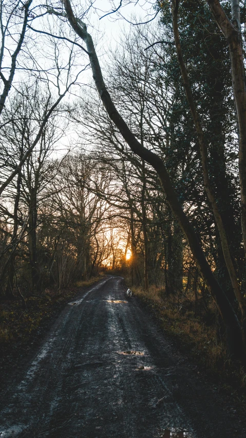 the sun sets through the trees in the middle of the woods