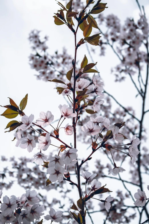 the nches of a blossoming tree are white and purple