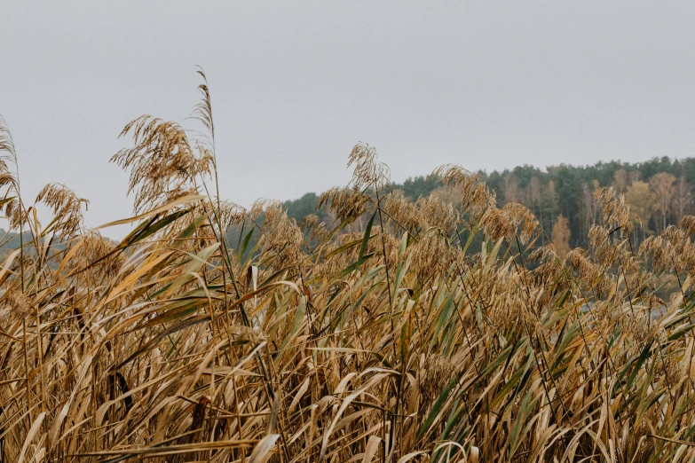 the tall grass in the field is dying