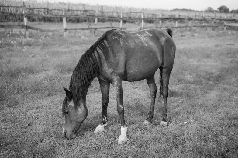 there is a horse that has a sad face