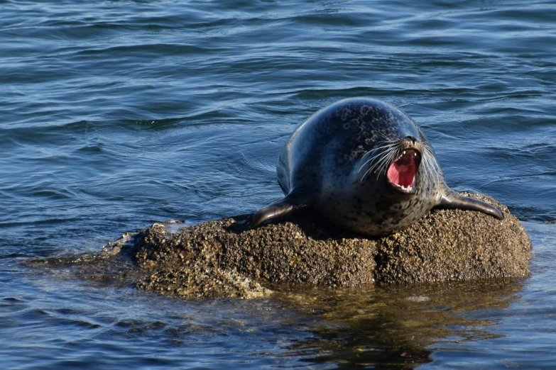 a seal is on top of a rock in the water