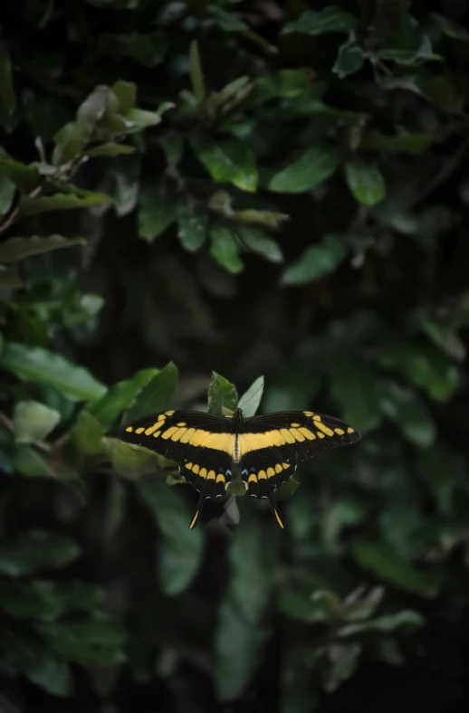 an overhead view of a erfly perched on top of a leaf