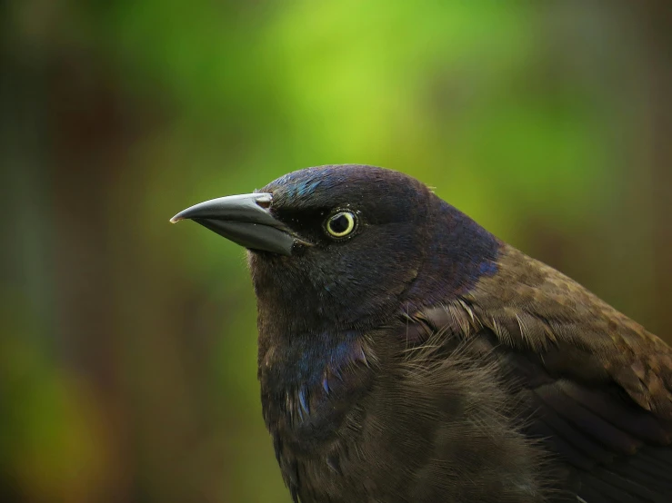 black bird with bright green eyes sitting