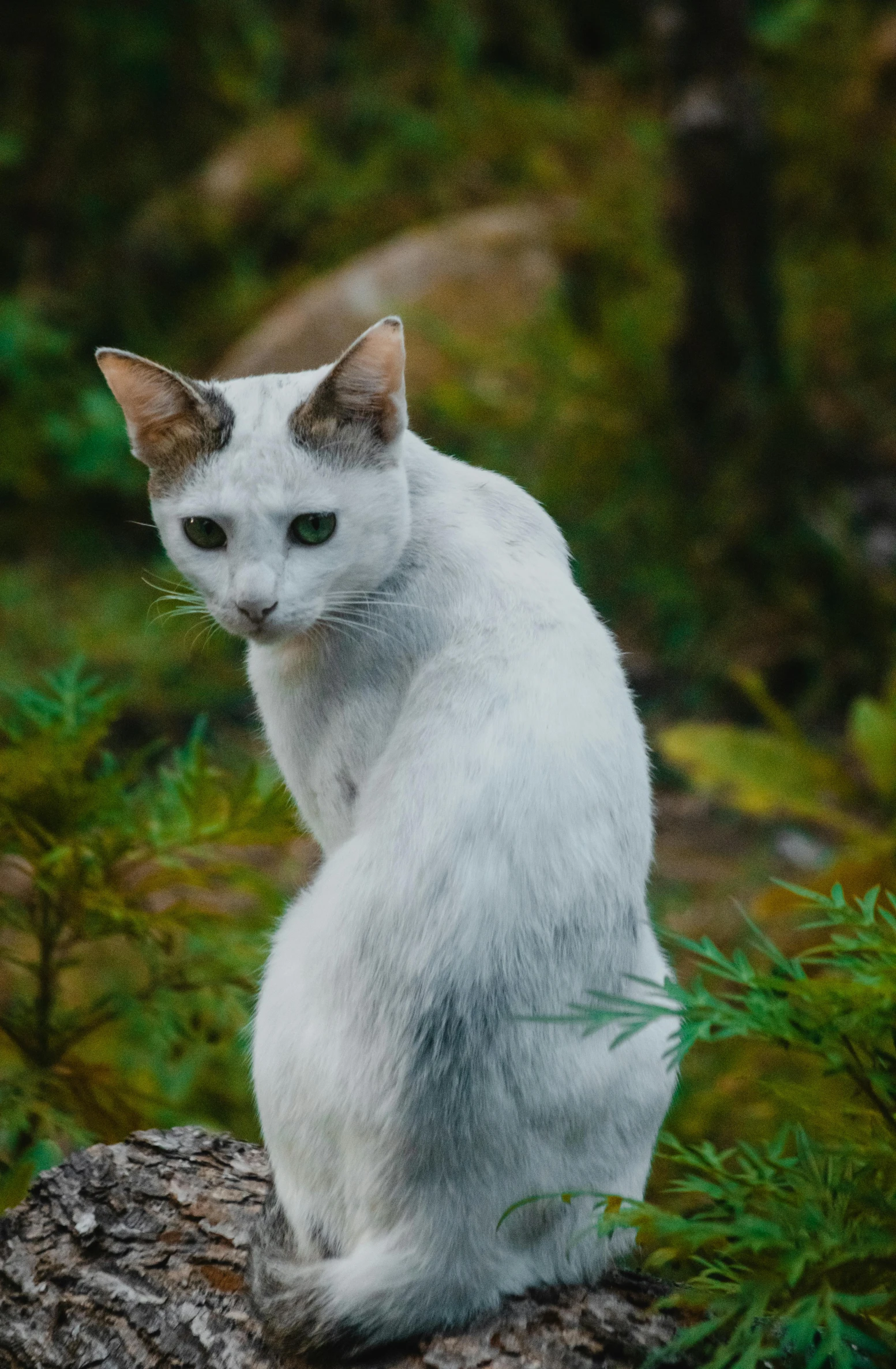 a white cat sitting on top of a tree stump