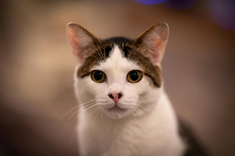 an adult brown and white cat looking towards the camera