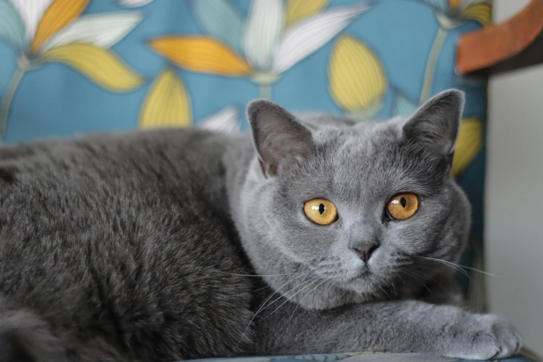 a gray cat laying on a colorful chair