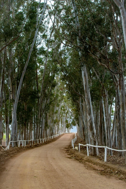 a dirt road with lots of trees lining the sides