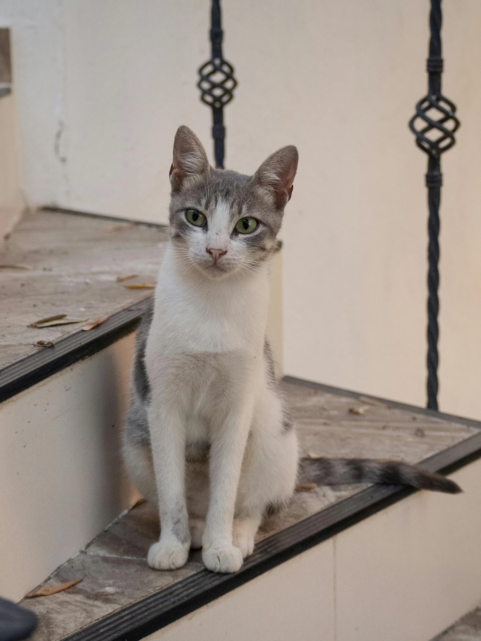 an image of a cat sitting on top of steps