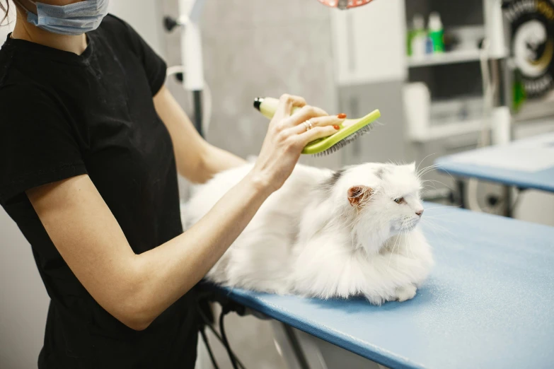a cat being groomed while sitting on top of a table