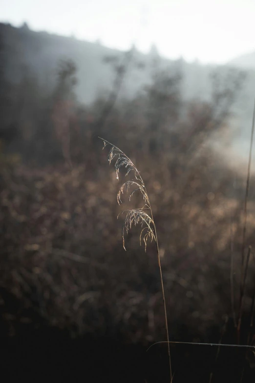 a picture taken of some tall plants outside