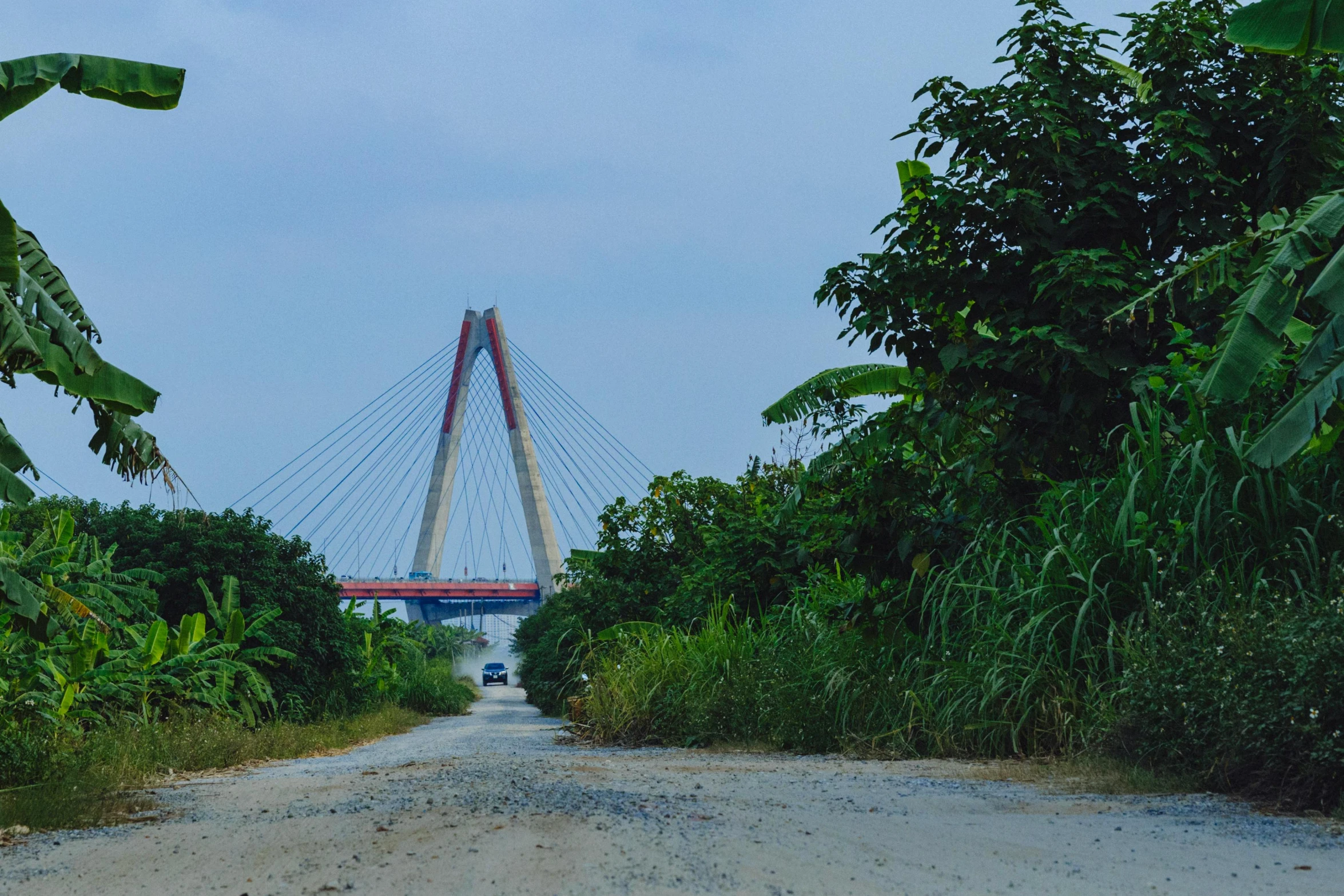 the road is lined with trees and plants